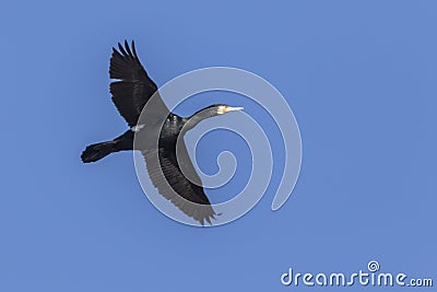 Cormorant Phalacrocorax carbo Stock Photo