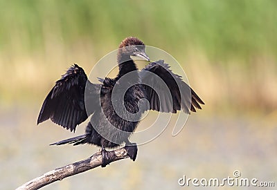 Cormorant Stock Photo