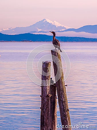 Cormorant on piles at the shore. Sidney, BC, Vancouver Island, C Stock Photo