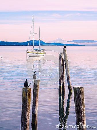 Cormorant on piles at the shore. Sidney, BC, Vancouver Island, C Stock Photo