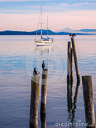 Cormorant on piles at the shore. Sidney, BC, Vancouver Island, C Stock Photo