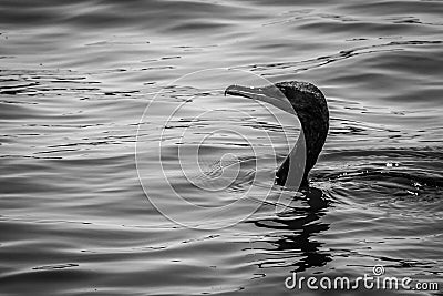 Cormorant ready to submerse in the ocean Stock Photo