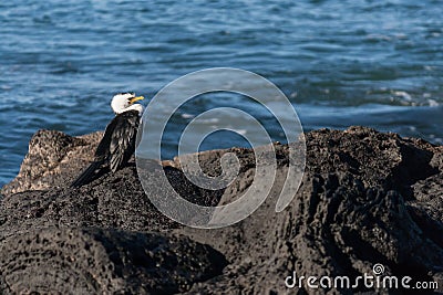 Cormorant resting on rocks Stock Photo