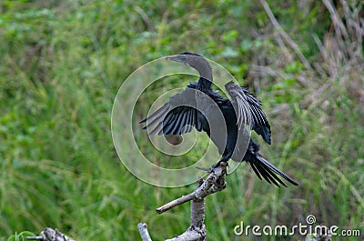 cormorant sea bird dryin Stock Photo