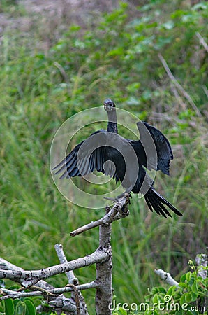 cormorant sea bird dryin Stock Photo