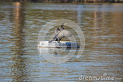 Cormorant spreading its wings Stock Photo