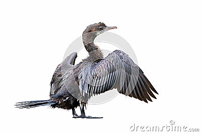 Cormorant spreading its wings isolated on white background. Stock Photo
