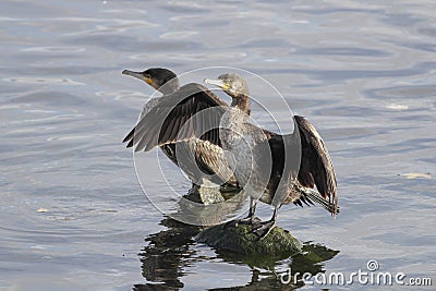 Cormorant spreading wings Stock Photo