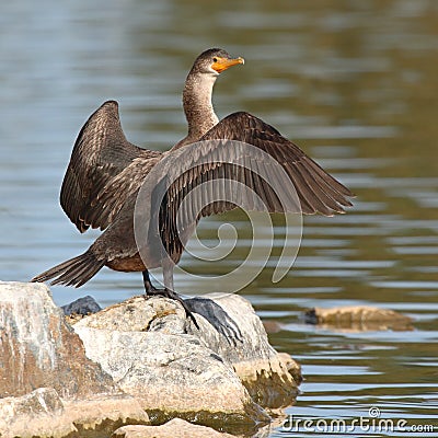 Cormorant With Wings Spread Stock Photo