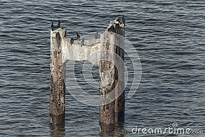 Cormorants Stock Photo