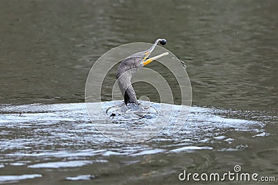 Cormorant playing while it's fishing Stock Photo