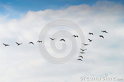 Cormorants Phalacrocorax carbo group silhouette flying high up in a V formation against the cloudy sky. Bird migration concept. Stock Photo