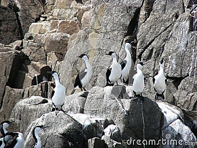 Cormorants on a rock Stock Photo