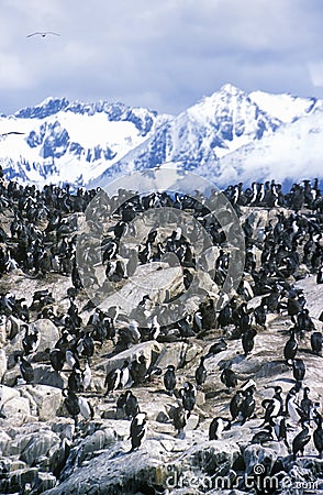 Cormorants on rocks near Beagle Channel and Bridges Islands, Ushuaia, southern Argentina Stock Photo