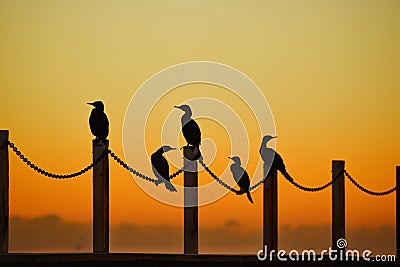 cormorants turning their heads silhouetted against an orange sky Stock Photo