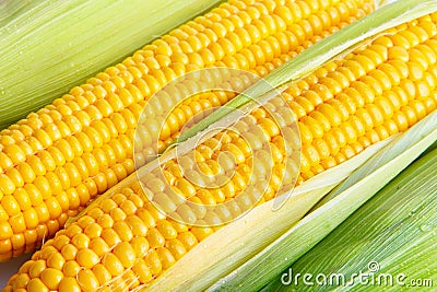 Corn Stock Photo