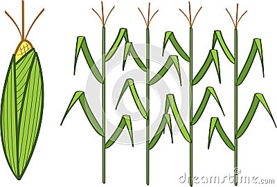 Corn Vector Illustration