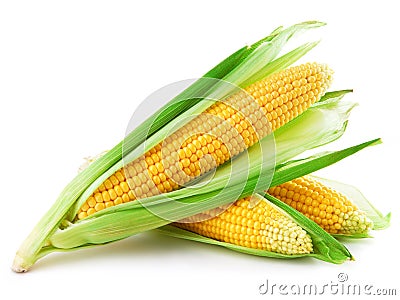 Corn Stock Photo