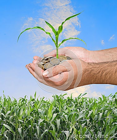 Corn as a gift Stock Photo