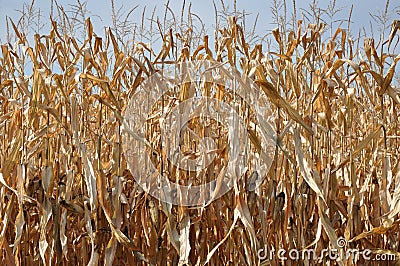 Corn in the autumn sun Stock Photo