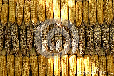 Corn background, Pods of dried corn texture, Corn pods under sunlight Stock Photo