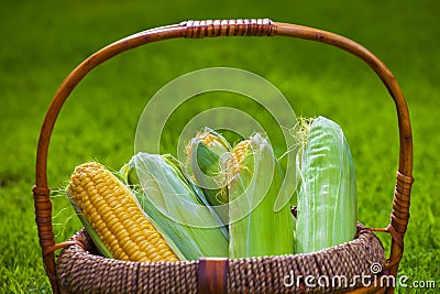 Corn Basket summer season garden Stock Photo