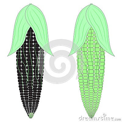 Corn black green Vector Illustration