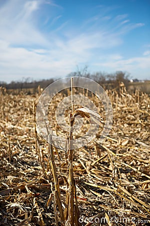 Cornfield after harvest on sunny day Stock Photo
