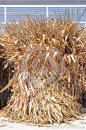 Corn broom dried flower Stock Photo