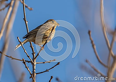 Corn Bunting on branch with sprouts Stock Photo