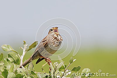 Corn bunting/Emberiza calandra/ singing. Stock Photo