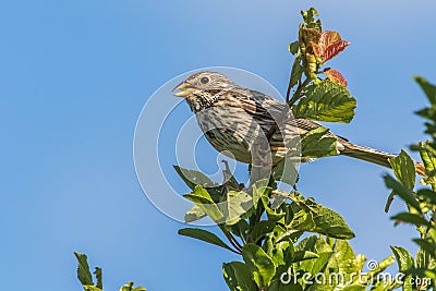 Corn bunting Emberiza calandra Stock Photo