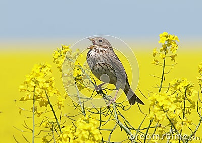 Corn Bunting ( Miliaria calandra ) singing in a rapeseed field Stock Photo