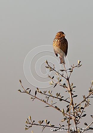 A Corn Bunting on an olive tree Stock Photo