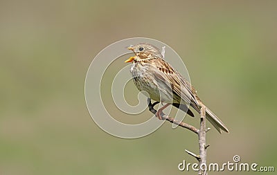 Corn bunting singing Stock Photo