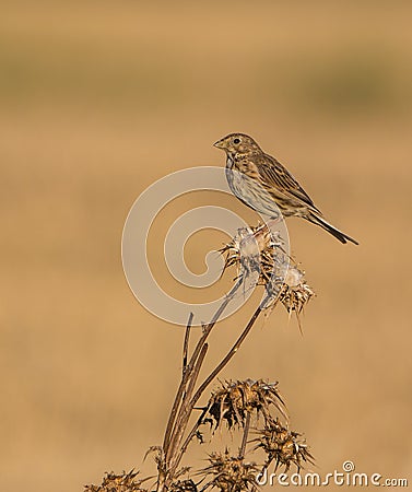 Corn Bunting on Thistle plant Stock Photo