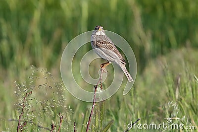 A Corn Bunting on top Stock Photo