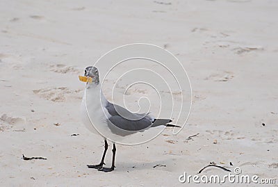 Corn Chip anyone? Stock Photo