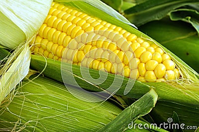 Corn Cob Stock Photo