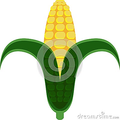 Corn Cob Vector Illustration