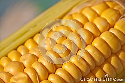 Corn cob Stock Photo