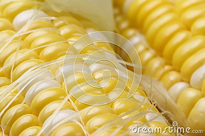 Corn cob Stock Photo