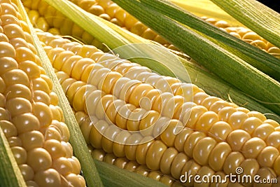 Corn on the cob Stock Photo