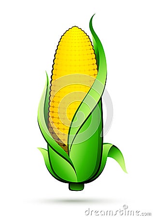 Corn On The Cob Vector Illustration