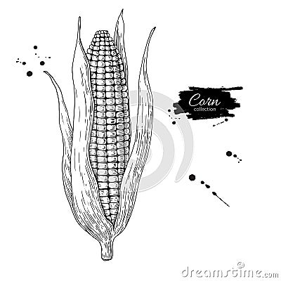 Corn cob hand drawn vector illustration. Isolated Vegetable engraved style object. Detailed vegetarian food drawing. Vector Illustration