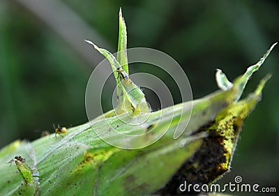 On a corn cob Western corn beetle Stock Photo