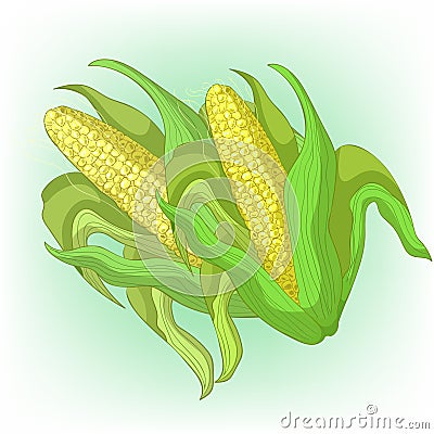 Corn in the cob with leaves. Vector illustration Vector Illustration
