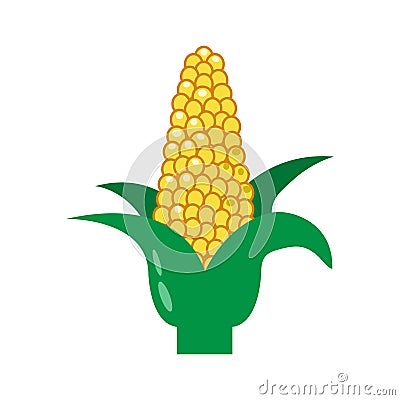 Corn on the cob and leaves. Vector Cartoon Illustration