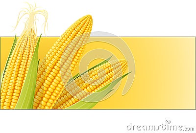 Corn cob. Organic food. Vector Illustration