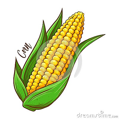Corn On The Cob Vegetable Vector Illustration